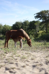 Naklejka na ściany i meble Wild Horses of Corolla in the Outer Banks of North Carolina
