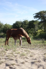 Obraz premium Wild Horses of Corolla in the Outer Banks of North Carolina