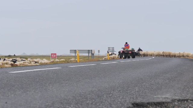 ICELAND Rettir sheep Schaf shepherd
