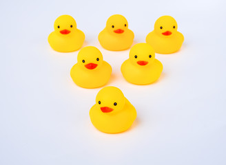 Leadership and friendship Concept: Yellow duck toy with white background.