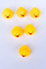 Leadership and friendship Concept: Yellow duck toy with white background.