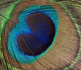 Obraz premium Peacock bird feather background