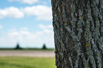 Fototapeta premium Rustic Tree
