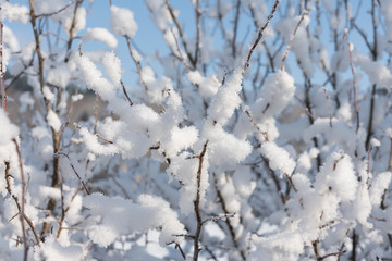 Winterliche Äste und Zweige
