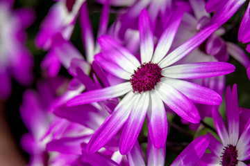 purple flower macro