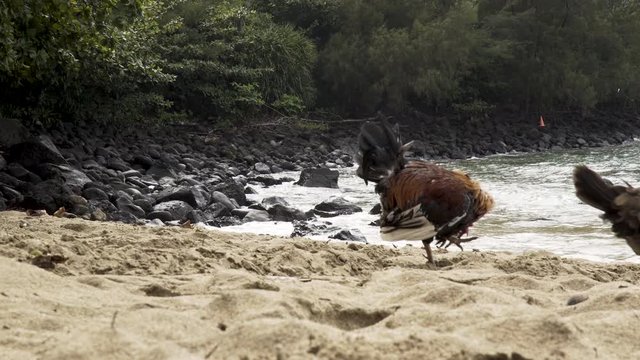 Chicken on Beach in Kauai, Hawaii