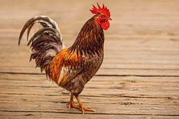 poultry rooster walks in the yard