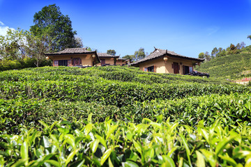 Fototapeta na wymiar Tea field at Rak Thai Village a Chinese settlement, Mae Hong Son Thailand