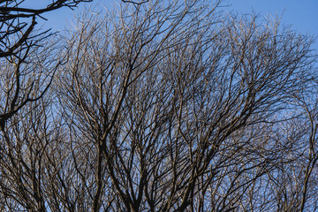 Late autumn, trees without leaves, blue sky background  at sunny November day in Moscow.