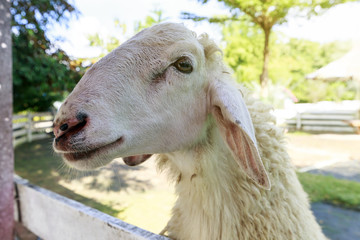 Happy Goat in farming at Lampang, Thailand
