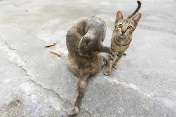 Cat kitten, Cute pet  at home in lampang Thailand 