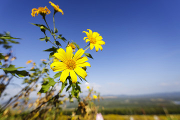 Flowers yellow (Tree marigold) or Dok Bua Tong in Mae Moh Thailand