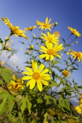 Flowers yellow (Tree marigold) or Dok Bua Tong in Mae Moh Thailand