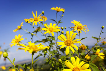 Flowers yellow (Tree marigold) or Dok Bua Tong in Mae Moh Thailand