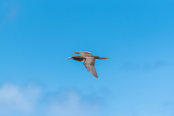 Obraz premium Brown booby, exotic bird flying in blue sky in French Polynesia 