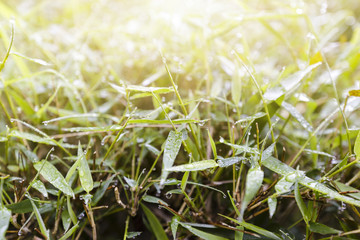 Bamboo tree at Pang-ung, Mae Hong Son, North of Thailand