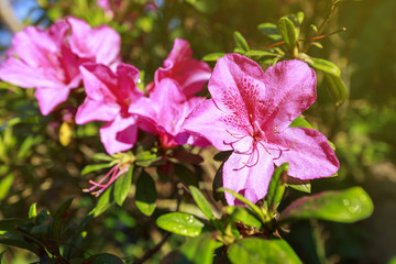 Pink flower at doi tung, Thailand