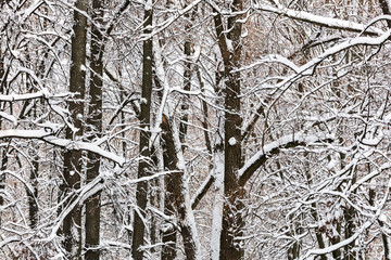 snow covered bare tree trunks and branches. natural winter background.