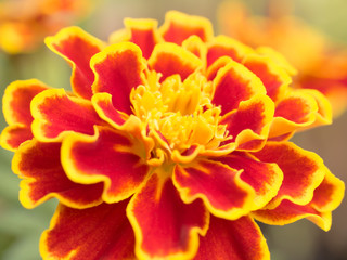 Close up Beautiful Marigold flowers in the garden. Cute orange flower for wallpaper
