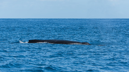 Obraz premium Humpback whale swimming in the Pacific Ocean, back of the whale diving 