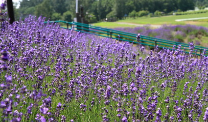 Fototapeta premium Lavender blooming park in Hokkaido