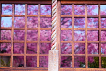 京都長徳寺のおかめ桜
