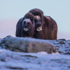 Mother and Child