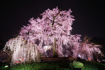 京都円山公園の祇園夜桜