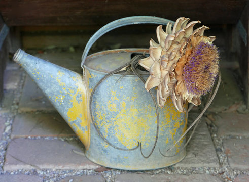 Alte Gießkanne aus Blech mit einer Blume