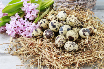 Obraz premium Quail eggs on hay