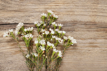 Chamelaucium flowers (waxflower) on wood