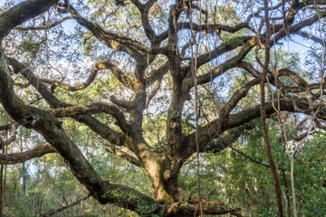 Complete Oak
