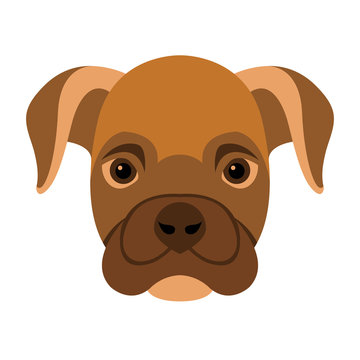 dog face boxer  vector illustration flat style front