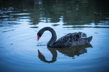 black swan