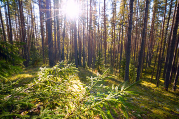 In a pine forest on a Sunny day in the summer.