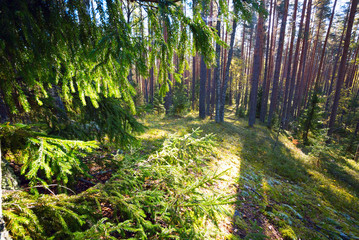 Obraz premium Fir-tree branches lit by the sun in the forest.