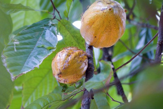 Cocoa Plant Tree With A Fruit