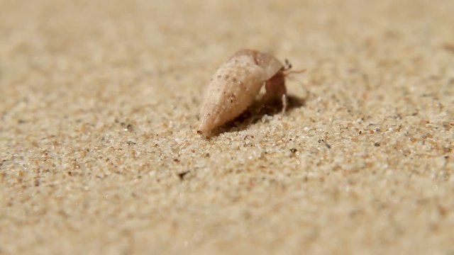 Tiny crab crawls out of the shell. Sand beach on Phuket island, Thailand.