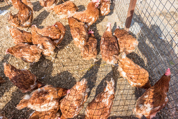 Group of chicken hen are for sale Istanbul,Turkey