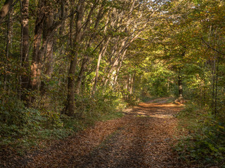Autumn tree. Colorful autumn leaves. Leaves on ground. Autumn trees background. Forest landscape.