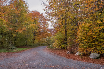 Autumn tree. Colorful autumn leaves. Leaves on ground. Autumn trees background. Forest landscape.