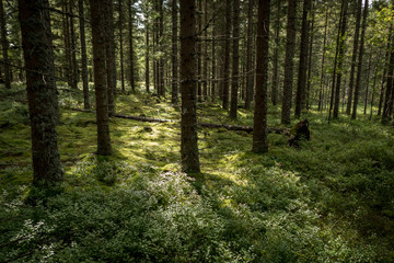 Fototapeta na wymiar Nature close up in forest