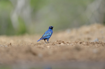Cape Glossy  Starling(Lamprotornis niten), Zululand, South Africa