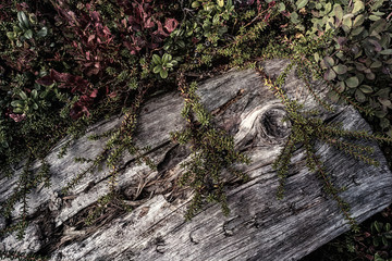 Nature close up in forest