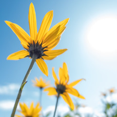 Obraz premium Yellow flowers blue sky