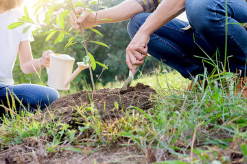 Planting a tree. Close-up on young  couple planting the tree, then watering the tree. Environment and ecology concept.