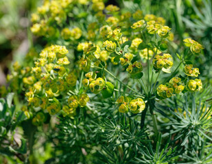 yellow buttercup in a meadow