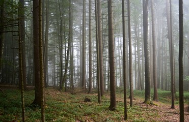 Fototapeta premium trees in the fog in the forest