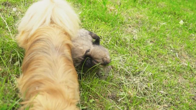 Family dogs of the Pekingese breed