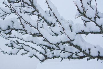 Fototapeta na wymiar Bush branches after snowfall in winter park